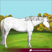 Horse Color:Liver Chestnut Sabino 