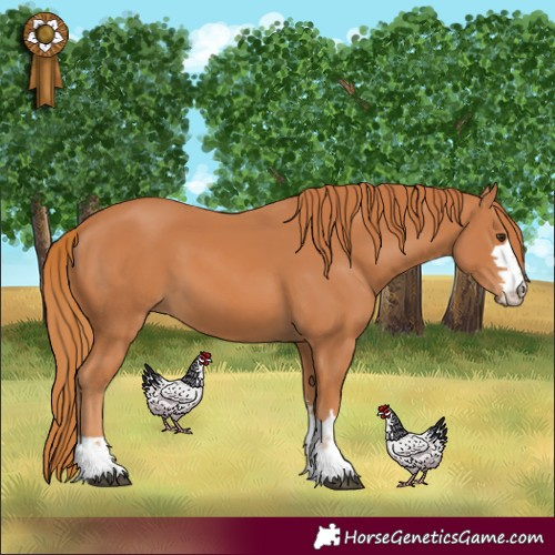 Horse Color:Chestnut 