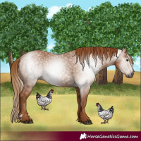 Horse Color:Gray Chestnut 