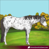 Horse Color:Smoky Blue Roan Sabino Near Leopard 