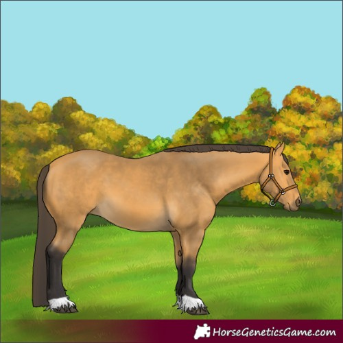 Horse Color:Buckskin 