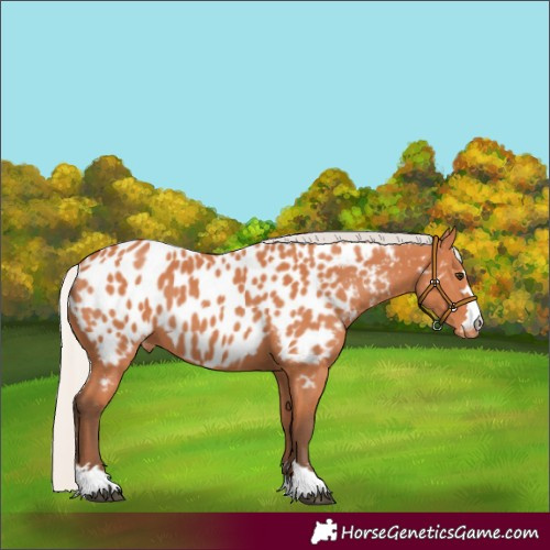 Horse Color:Silver Bay Near Leopard 