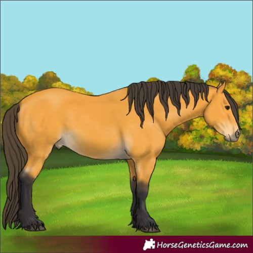 Horse Color:Unknown 