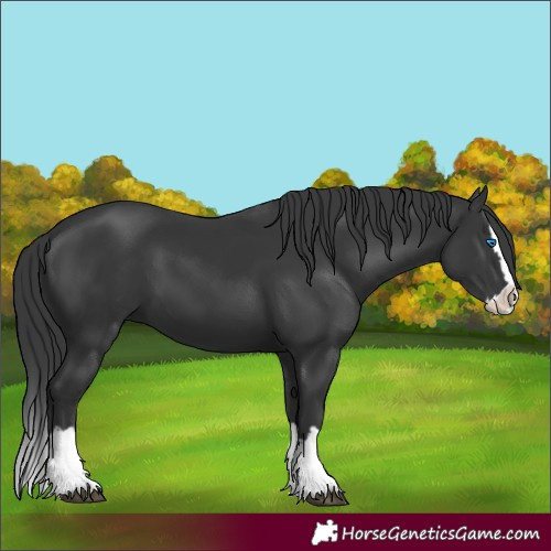 Horse Color:Unknown 