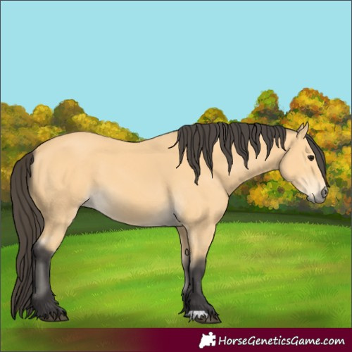 Horse Color:Unknown 