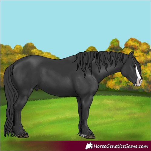 Horse Color:Unknown 