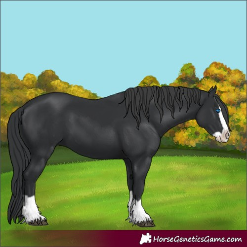 Horse Color:Unknown 