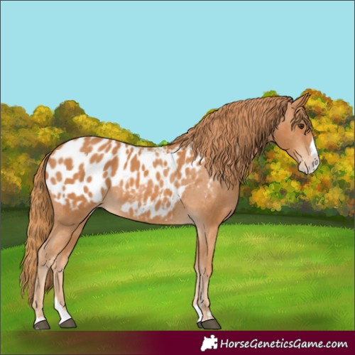 Horse Color:Chestnut Splash Appaloosa 