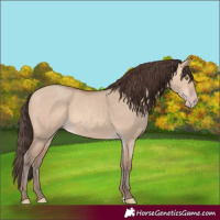 Horse Color:Amber Champagne Dun 