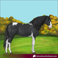 Horse Color:Black Splash Tobiano 