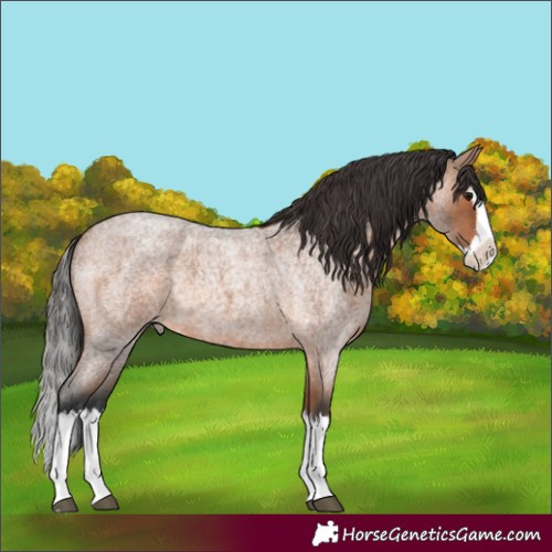 Horse Color:Bay Roan Splash 