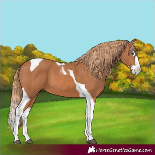 Horse Color:Chestnut Splash Tobiano