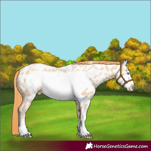 Horse Color:Buckskin Pearl Frame Near Leopard 
