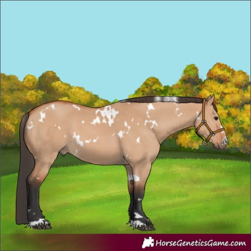 Horse Color:White Spotted Bay Dun 