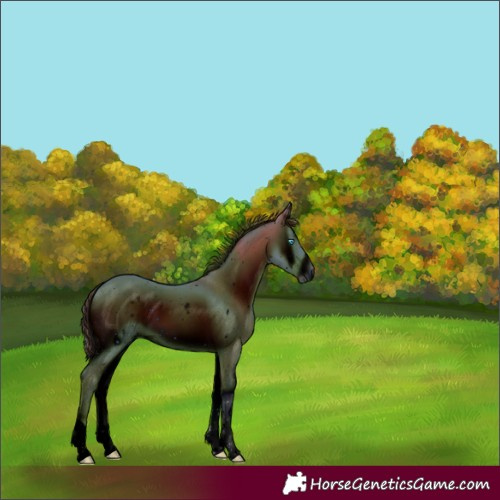 Horse Color:ERROR: UNKNOWN ANOMALY