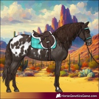 Horse Color:Liver Chestnut Appaloosa 