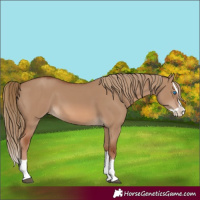 Horse Color:Red Dun Splash 