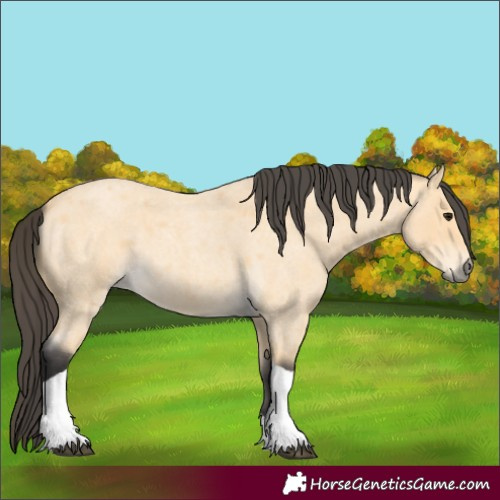 Horse Color:Unknown 