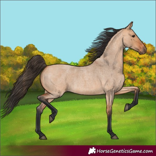 Horse Color:Bay Roan Dun 