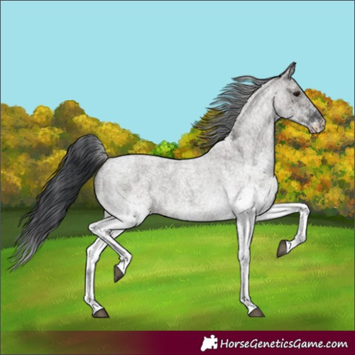Horse Color:White Spotted Grullo Roan 