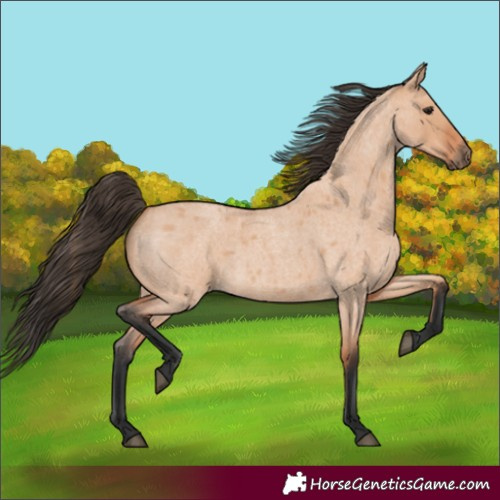 Horse Color:Bay Roan Dun 