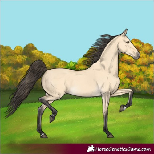 Horse Color:Buckskin Dun 