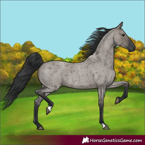 Horse Color:Grullo Roan 