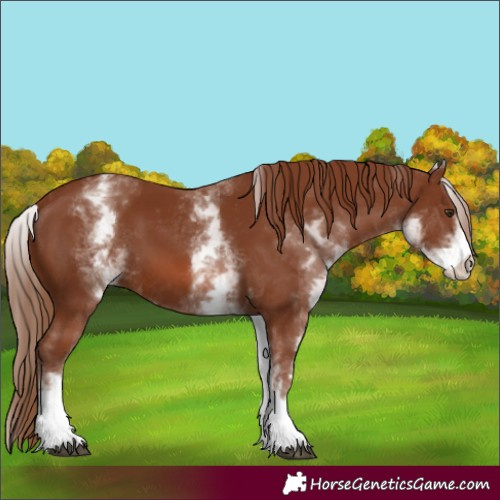 Horse Color:Unknown 