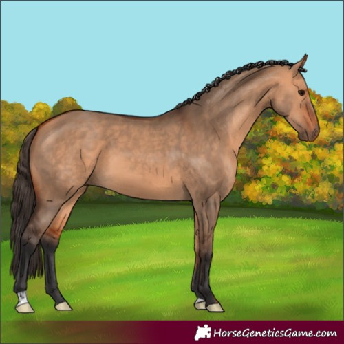 Horse Color:Bay Dun 