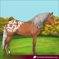 Horse Color:Silver Bay Appaloosa 