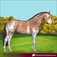Horse Color:Bay Ice Sabino 