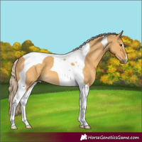 Horse Color:Palomino Dun Tobiano 