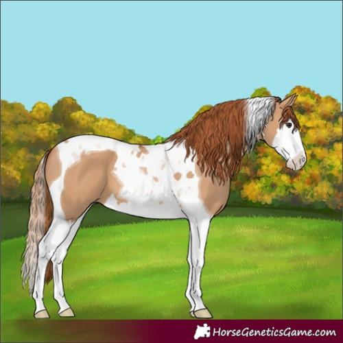Horse Color:Red Dun Splash Tobiano 