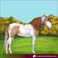 Horse Color:Red Dun Splash Tobiano