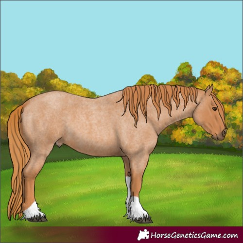 Horse Color:Red Roan Tobiano 