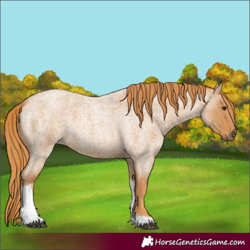 Horse Color:Red Roan Tobiano 