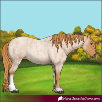 Horse Color:Red Roan Tobiano 