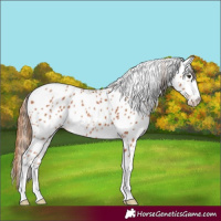 Horse Color:Chestnut Appaloosa