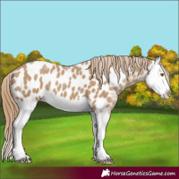 Horse Color:Chocolate Classic Cream Champagne Splash Appaloosa 