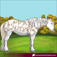 Horse Color:Chocolate Classic Cream Champagne Splash Appaloosa 