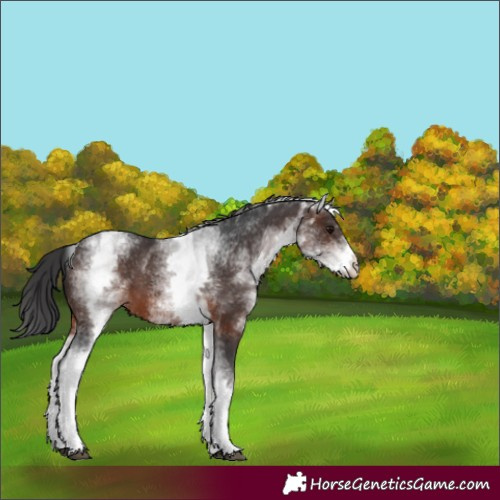 Horse Color:Unknown 