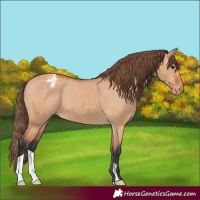 Horse Color:Bay Dun Appaloosa 