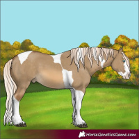 Horse Color:Chocolate Palomino Dun Splash Tobiano 
