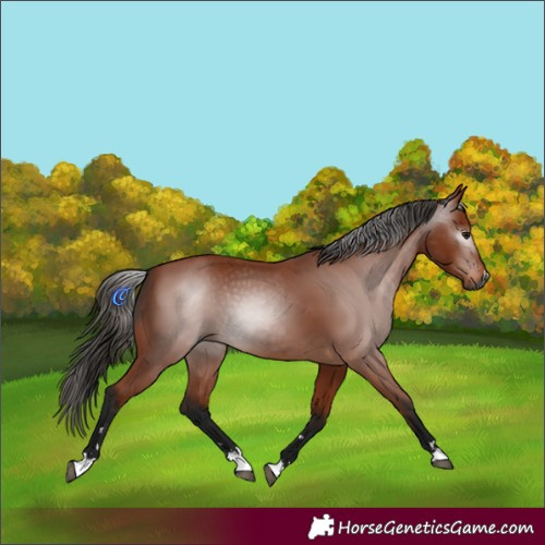 Horse Color:Gray Bay
