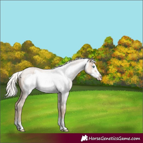 Horse Color:Silver Smoky Creme Roan Frame 