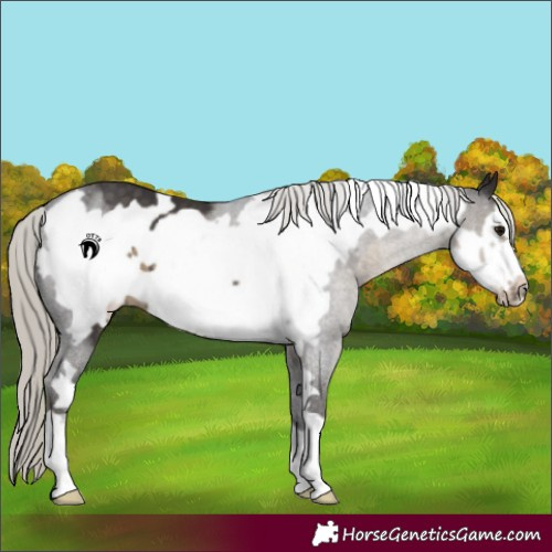 Horse Color:Silver Smoky Black Frame 