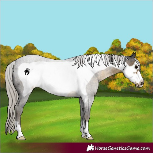 Horse Color:Silver Smoky Blue Roan Frame 