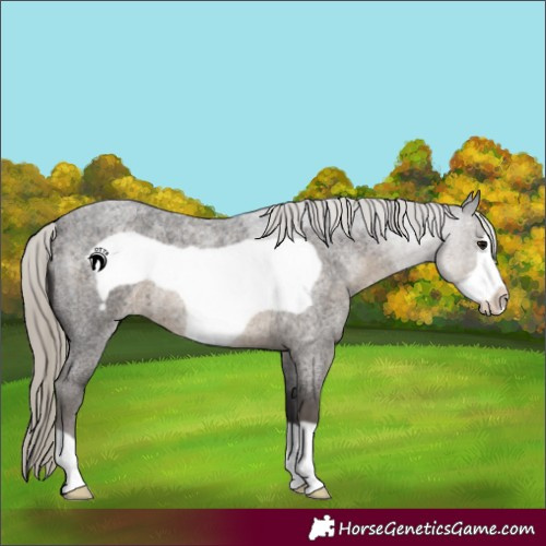 Horse Color:Silver Smoky Blue Roan Frame 