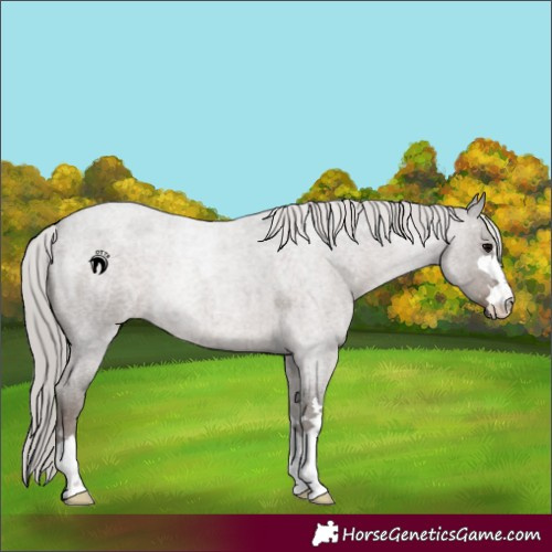 Horse Color:Silver Blue Roan 