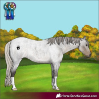 Horse Color:Silver Smoky Blue Roan 